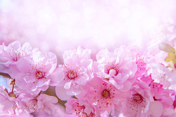Naklejka na ściany i meble Beautiful cherry blossom. Spring background with pink sakura flowers