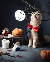 Halloween party, cat vampire in dracula costume howling at the moon on dark background with pumpkins and poisons. Greeting card, invitation, poster concept. Copy space for text