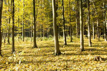 path in the autumn forest