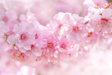 Beautiful cherry blossom. Spring background with pink sakura flowers.