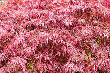 Red leaves of Japanese maple for background (Acer palmatum).