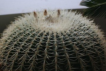 cactus, thorn, flowers and symmetry