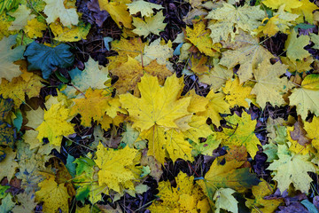 Naklejka na ściany i meble Autumn yellow brown and red leaves lie on the ground. Background .