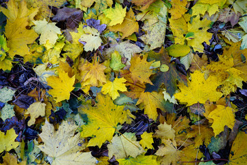        Autumn yellow brown and red leaves lie on the ground. Background .