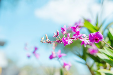 spring and summer season with tropical flowers concept from purple orchid bloom with beauty bright sky background