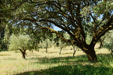 Olivenwald, Valinhos, Fatima, Portugal