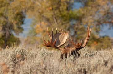 Bull Shiras Moose in Wyoming in Autumn