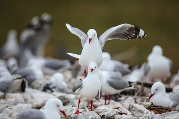 Red-billed gulls mating