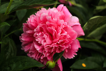  large pink peony in the garden