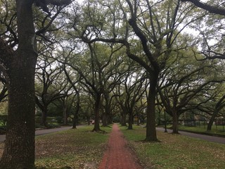 trees in Houston park