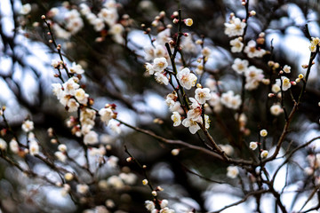 太宰府天満宮の桜の花
