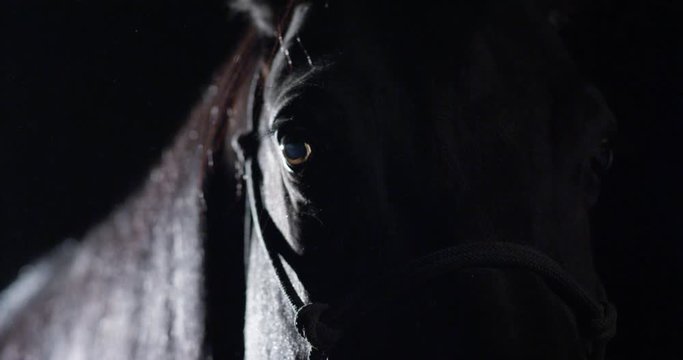 Nighttime close up moving down from brown horse's face