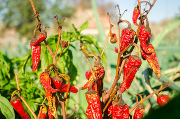 Dry wilted hot red bell pepper grows in the field. Vegetable disease. Global warming and poor harvest. Agribusiness. Agro industry. Growing Organic Vegetables. Agriculture and farming