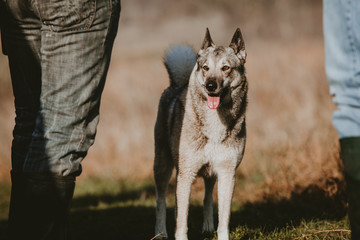 Hunting dog husky close up