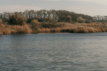 Shore of  reservoir overgrown with dry yellow reeds