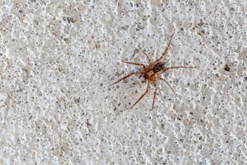 Pequeña araña en la pared blanca del interior de una vivienda.