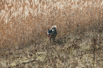 Hunting eskimo dog in dry grass