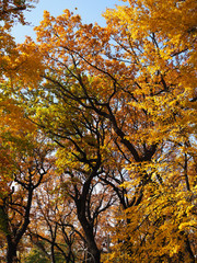 Beautiful view from the bottom up on the crowns of oak trees in the Golden autumn.