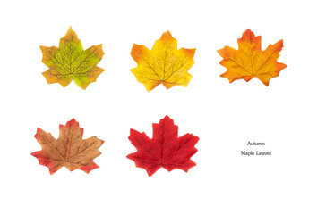 Flat lay set of autumn maple leaves isolated on white background. Top view yellow, orange autumn leaves icon