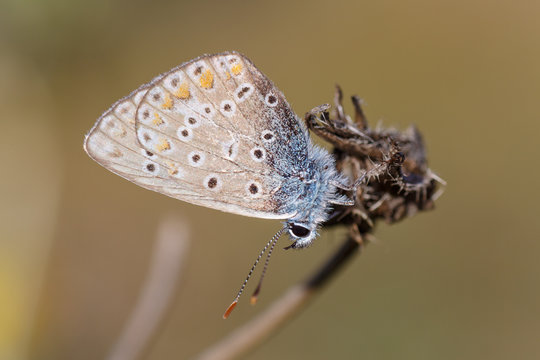 Pequeña mariposa del género Pseudophilotes.