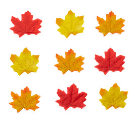Top view set of autumn maple leaves isolated on white background.  flat lay of pattern yellow, orange autumn leaves icon