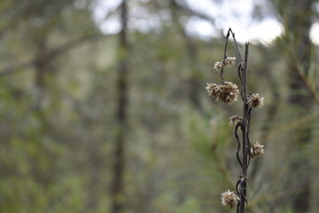 Flor seca con rama trozada en medio del bosque