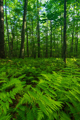 Obraz premium Ferns and Forest