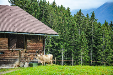 natur