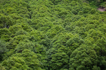 Fototapeta premium Poco da ribeira do ferreiro closeup, Flores, Azores, Portugal