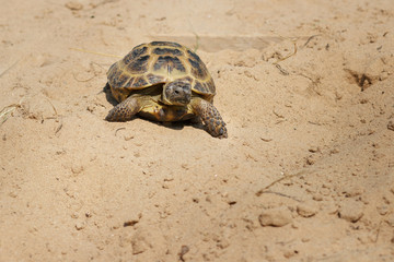 Central Asian tortoise crawling on the sand.