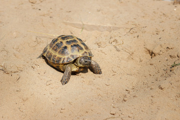 Central Asian tortoise crawling on the sand.
