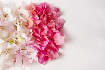 Fototapeta premium white and pink bougainvillea flower