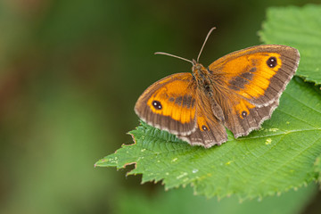 Gate Keeper butterfly on flower