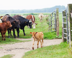Calf leaving coral at farm. Cows grazing outdoors. Farm, cattle, livestock, animal breeding