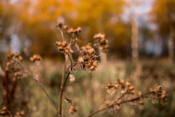A bush of a burdock on a background of gray morning sky