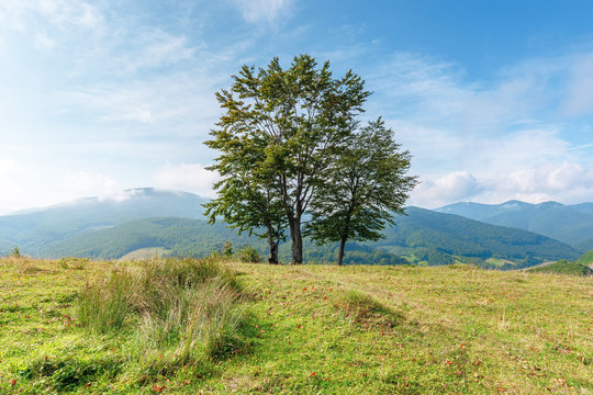 trees on the grassy meadow in mountains. beautiful sunny morning with cloudy sky. early autumn in green and blue