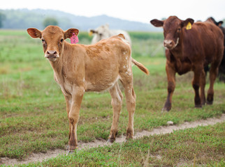 Close-up of redhead calf grazing in field. Cows walking in countryside. Ranch, livestock, animal breeding