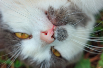 cute portrait of a cat close up