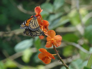 Deux papillons butinant une orchidée