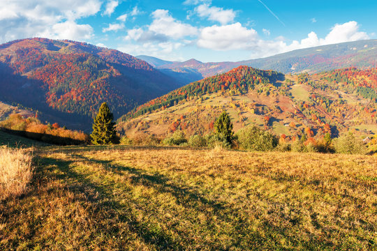 sunny autumn evening scenery in mountains. forest in fall foliage on the hillside. spruce trees behind the grassy meadow. ridge in the distance. bright weather with clouds on the blue sky