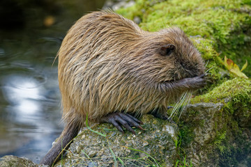 Nutria