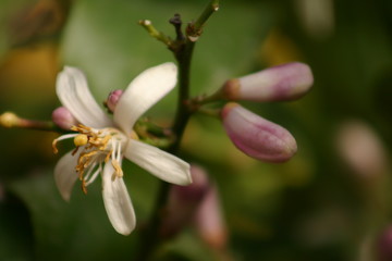 flowers from garden and balcony