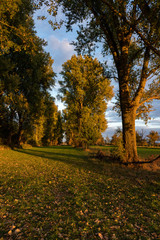 Naklejka premium Park path in autumn at sunset