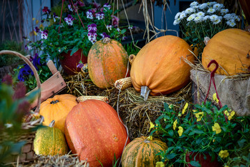 pumpkins and gourds in garden