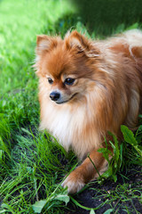 Dog breed pomeranian  spitz on green grass