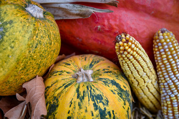 pumpkins and gourds in garden