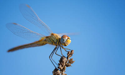 dragonfly perched on a plant in a blue sky. The focus on the eyes.