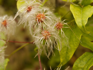 Clematis vitalba | Clématite des haies ou Clématite aux fruits plumeux ou akènes soyeux et argentés nommés cheveux de la vierge en fin d'été