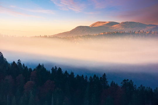 foggy dawn in mountains. amazing nature scenery in autumn. glowing mist among the hills. magic moment of fall season