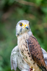 Close-up portrait of beautiful Lesser Kestrel, Latin Falco Naumanni, posing outside, blurred background in moody day. Small bird of Prey